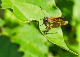 papillon assis sur une feuille verte. détail d'un insecte. animal photo