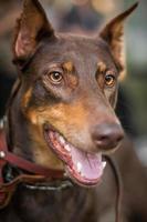 beau portrait chien race doberman photo