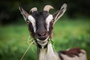 un drôle de portrait d'une chèvre qui mange de l'herbe