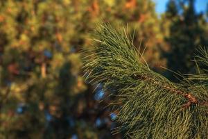 pinus strobus, communément appelé pin blanc de l'est, du nord ou pin weymouth, et le pin tendre est un grand pin originaire de l'est de l'amérique du nord photo