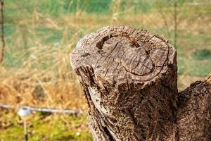 propre fond de texture de bois naturel avec anneaux annuels en bois photo