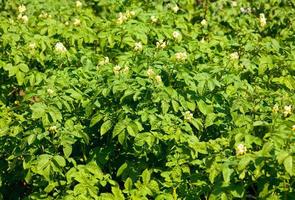 fleur de fleurs de pomme de terre dans le champ photo