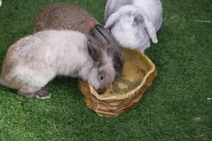 se demandant rabit manger de la nourriture vue de dessus photo