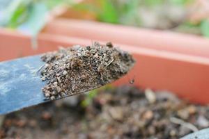 outils de jardinage et plante sur une table avec espace de copie photo