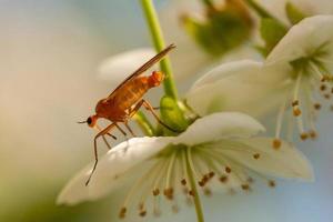 gros plan d'un moustique sur une fleur photo