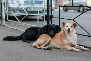 véritable amitié et communication des chiens de rue, entraide et soutien mutuels. photo