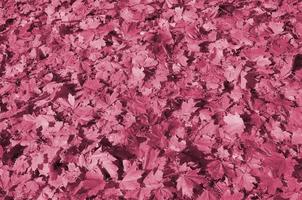 image de fond colorée de feuilles d'automne tombées parfaites pour une utilisation saisonnière image tonique en viva magenta, couleur de l'année photo