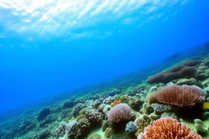 scène sous-marine. récif corallien de l'océan sous l'eau. monde marin sous fond d'eau. photo