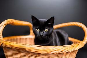 mignon et curieux, chaton espiègle regarde autour de lui. fermer. photo