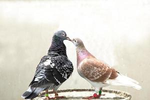 belle couleur de pigeon voyageur debout dans le loft de la maison photo