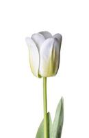 fleur de tulipe blanche isolée sur fond blanc avec un tracé de détourage photo