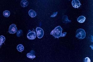 méduses dans l'aquarium photo