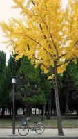 arbre à feuilles jaunes en automne et petit vieux vélo. photo