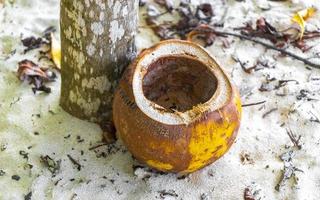 la vieille noix de coco tombée se trouve sur la plage et pourrit. photo