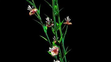 fleurs abstraites illustration numérique botanique photo