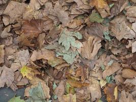 fond de texture de feuilles brunes photo