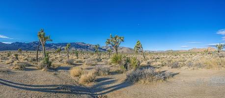 photo du parc national de yoshua tree avec des cactus en californie pendant la journée