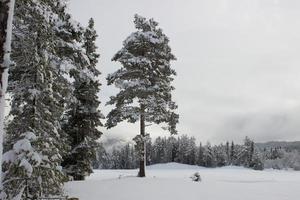 belle journée dans les montagnes norvégiennes avec forêt couverte de neige près de hemsedal, impression pour la conception de la couverture, papier peint, toile, brochure photo