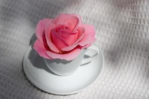 belle rose rose en gros plan dans une tasse blanche, image d'ambiance romantique, impression pour carte postale, papier peint, conception de couverture, affiche, calendrier, toile murale, décor à la maison, carte de voeux pour la fête des mères photo