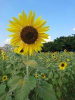 champ de tournesol en thaïlande. photo