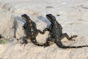 un lézard est assis sur une pierre dans un parc de la ville. photo