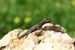 un lézard est assis sur une pierre dans un parc de la ville. photo