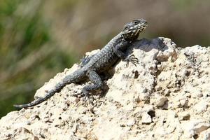 un lézard est assis sur une pierre dans un parc de la ville. photo