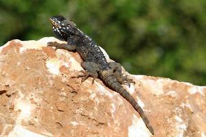 un lézard est assis sur une pierre dans un parc de la ville. photo