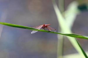 libellule insecte volant dans le parc de la ville. photo