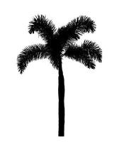 conception de brosse de palmier silhouette sur fond blanc, brosse d'illustrations de vrai arbre avec chemin de détourage et canal alpha photo