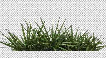 herbe sur fond transparent photo