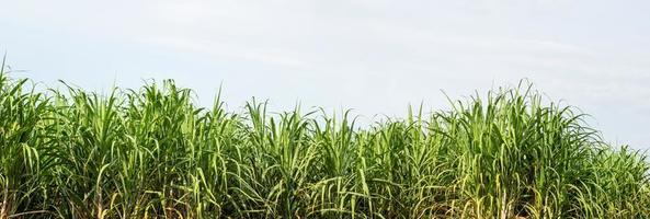 plantations de canne à sucre, la plante tropicale agricole en thaïlande