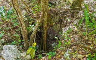 sentier de randonnée à pied au cénote gouffre grotte tajma ha mexique. photo