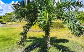 palmier tropical noix de coco ciel bleu à tulum mexique. photo