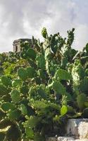 cactus vert épineux cactus plante des arbres avec des épines fruits mexique. photo