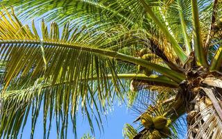 palmier naturel tropical noix de coco ciel bleu au mexique. photo