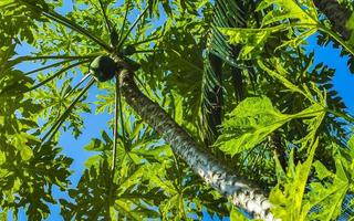 beau papayer dans la nature tropicale à puerto escondido mexique. photo