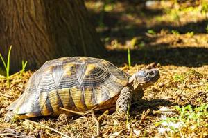 tortue rampant sur le sol de la forêt à athènes en grèce. photo