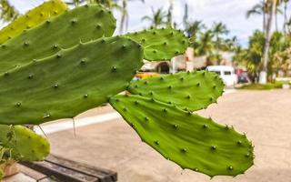 cactus tropicaux plantes de cactus jungle naturelle puerto escondido mexique. photo