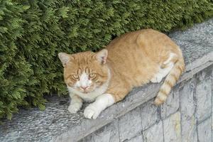 mignon chat assis, chat de rue photo