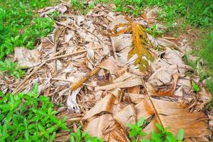 un tas de feuilles de bananier qui ont été laissées à sécher à partir de feuilles vertes virent au brun, sur le sol. photo