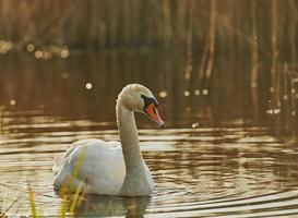 wwan nager sur le lac photo