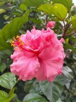 une belle fleur de chaussure dans le jardin, en indonésien on l'appelle bunga sepatu photo