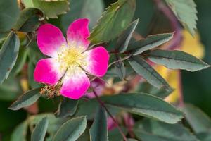 gros plan de la floraison rosa glauca photo