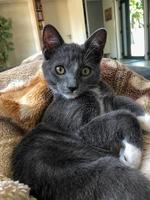 un petit chaton gris sur une douce couverture photo
