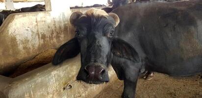 vache noire regardant avec des yeux d'angus photo