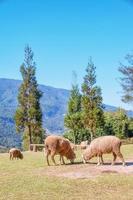 mouton mâchant de l'herbe sur un pré. photo