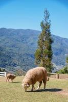 mouton mâchant de l'herbe sur un pré. photo