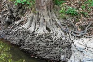 grosses racines largement répandues sur le sol photo