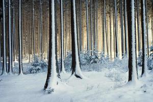 arbres enneigés dans la forêt d'hiver photo